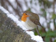 Ein Himmel ohne Piepmatze