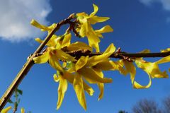 Entwicklungsphasen von B&auml;umen